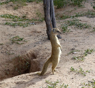 south african ground squirrel