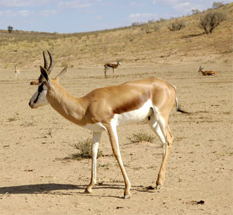 south african impala