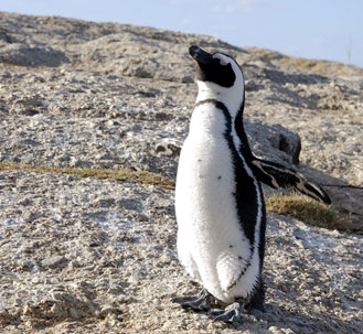 south african penguin