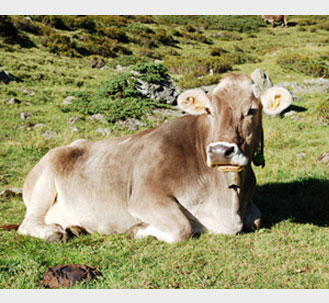 swiss cow
