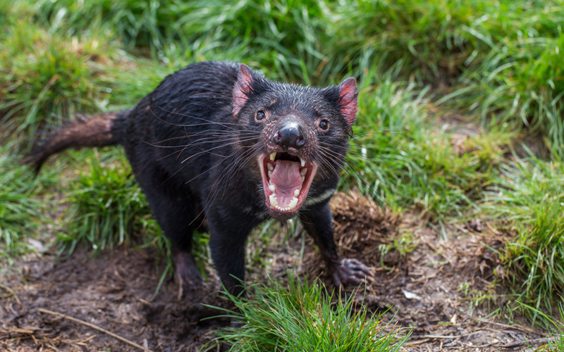 Tasmanian devil