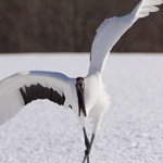 Crane - Stylish earthly bird