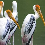 Painted Stork - Broad Winged Soaring Bird