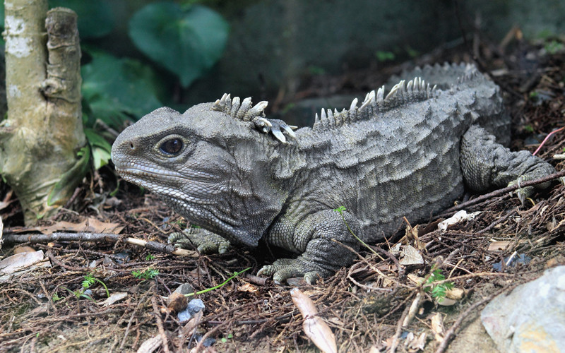 Tuatara