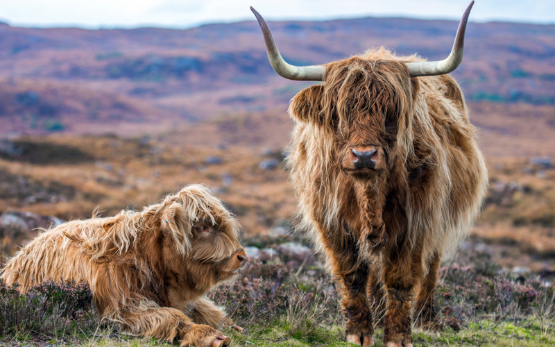 Lion - King of Forest