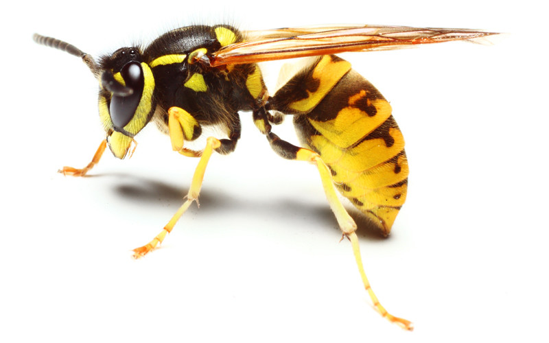 Wasps