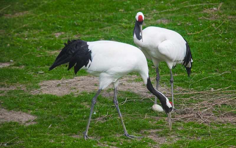 Whooping Crane