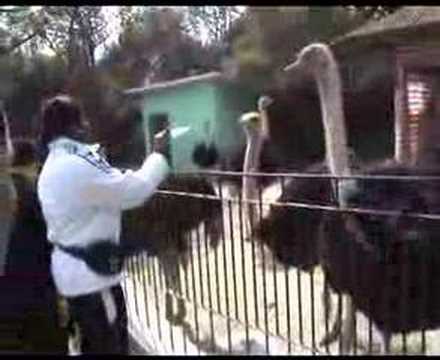 World's largest bird