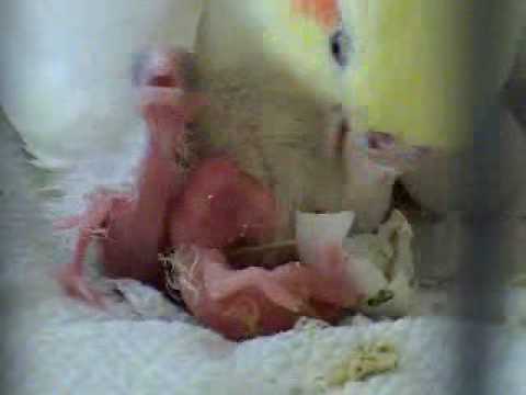Baby cockatiel hatching