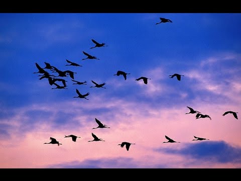 Wonderful bird migration
