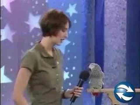 Bird speaking comically