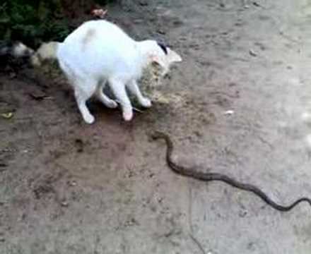 Do you believe? A Snake bite in Cat