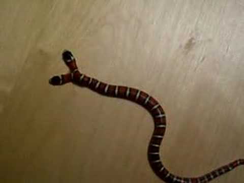 Snake with 2 heads