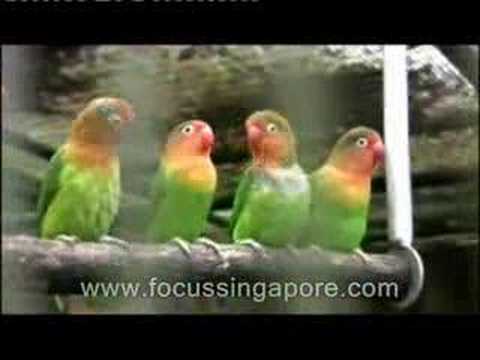 Jurong Bird Park - enthralling feathered species planet