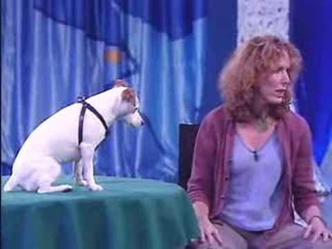 Very Smart Mathematical Dog