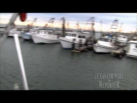 Whooping Crane - The Endangered bird