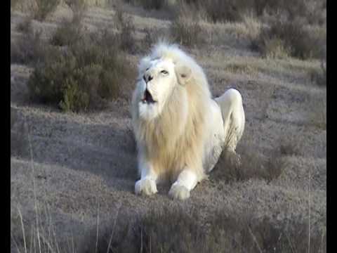 The White Lion