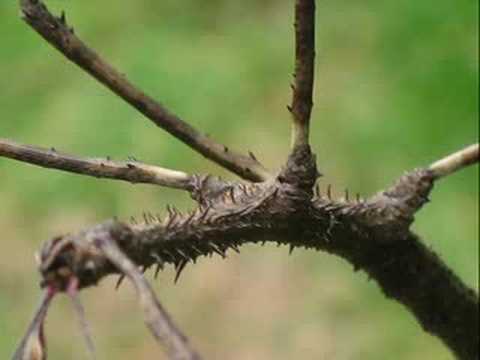 Giant walking stick insect