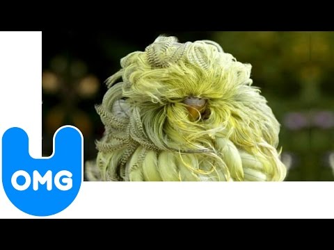 Weird-Looking parakeet - Whipper