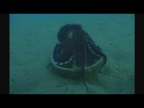 Octopus human behavior