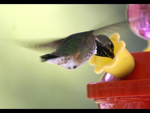 World's smallest bird - Bee Humming bird