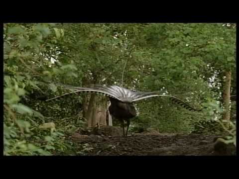 Unbelievable mimicker bird - Superb Lyrebird