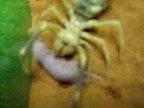 Camel Spider