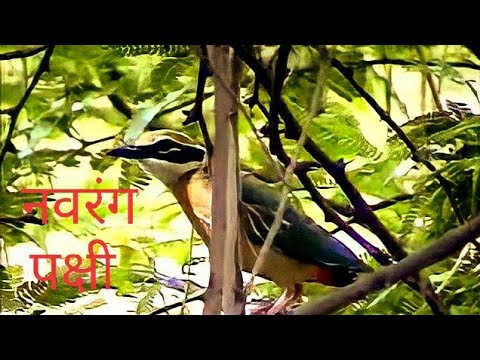 Indian Pitta