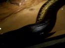 27 feet long Anaconda