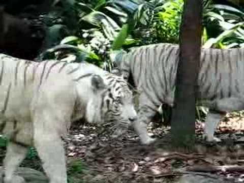 White Bengal tiger